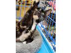Adopt Laya a Tortoiseshell Domestic Mediumhair (medium coat) cat in Houston