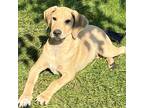 Adopt Bobby #2 a Tan/Yellow/Fawn Mixed Breed (Large) / Mixed dog in Benton City