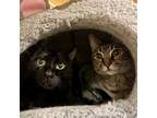 Adopt Buster a All Black Domestic Shorthair (short coat) cat in Arlington/Ft