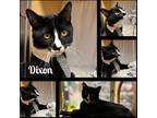 Adopt Dixon a Black & White or Tuxedo Domestic Shorthair (short coat) cat in