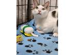 Adopt Jackson a White (Mostly) Turkish Van (short coat) cat in Houston