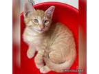 Adopt Jesse a Orange or Red Tabby Domestic Shorthair (short coat) cat in