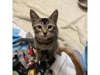 Adopt Tuna a Brown or Chocolate Domestic Shorthair / Mixed cat in San Jose