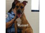Adopt Russell Wobbly a Brown/Chocolate Boxer / Mixed dog in Mission