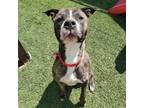 Adopt Slim F a Black Pit Bull Terrier / Mixed dog in Las Vegas, NV (38804005)
