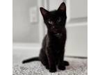Adopt Jasper - Chino Hills Location a All Black Domestic Shorthair / Mixed cat