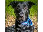 Adopt Milo (lab) a Black Labrador Retriever / Mixed dog in Sinking Spring
