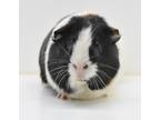 Adopt Chester a White Guinea Pig (short coat) small animal in Wolcott