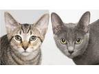 Adopt Nadia and Tobias a Gray or Blue Russian Blue (short coat) cat in Chicago