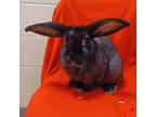 Adopt Ferdinand the Bun a Flemish Giant / Mixed rabbit in Evansville