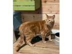 Adopt Charlie a Orange or Red Tabby Tabby (short coat) cat in Temecula