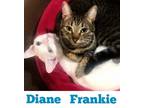 Adopt Diane a White Domestic Shorthair / Domestic Shorthair / Mixed cat in