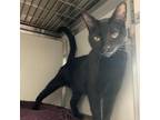 Adopt Toothless a All Black Domestic Mediumhair / Mixed cat in Chattanooga