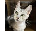 Adopt ELAINE a Gray or Blue Domestic Shorthair / Mixed cat in Pt.
