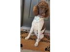 Adopt Java a Brown/Chocolate - with White Poodle (Standard) / Mixed dog in Pea