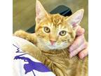Adopt Walton a Orange or Red Tabby Domestic Shorthair (short coat) cat in