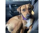 Adopt Mozart a Tan/Yellow/Fawn Hound (Unknown Type) / Mixed Breed (Medium) /