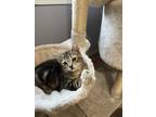 Adopt Nugget a Tan or Fawn Tabby Domestic Shorthair (short coat) cat in Dunkirk