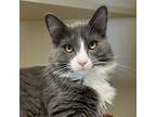 Adopt Simpson a Gray or Blue Domestic Mediumhair / Mixed cat in Cody