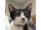 Adopt Zorro a All Black Domestic Shorthair / Mixed cat in Yuma, AZ (38794930)