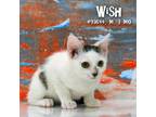Adopt Wish a White Domestic Shorthair / Mixed cat in Yuma, AZ (38803464)