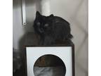 Adopt Blippi a All Black Domestic Longhair / Mixed cat in St.