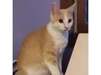 Adopt Phoe-Phoe a Tan or Fawn Tabby Domestic Shorthair / Mixed cat in Rochester