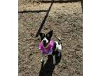 Adopt Layla a Black - with White Border Collie / Mixed dog in Gordonsville