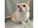 Adopt Blue Eyes a Orange or Red Siamese / Mixed cat in Lyndhurst, VA (38803205)
