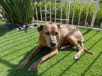 Adopt Marlowe a Brindle Boxer / Mixed dog in Carlsbad, CA (38803197)