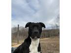 Adopt Jack a Black - with White Mixed Breed (Medium) / Mixed dog in