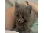 Adopt Benji a Gray or Blue Russian Blue / Domestic Shorthair / Mixed cat in Fort