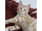 Adopt Gilgamesh a Orange or Red Domestic Shorthair / Mixed cat in Fort Worth