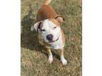 Adopt Bruno a Tan/Yellow/Fawn - with White Boxer / Mixed dog in Gordonsville