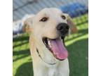 Adopt Manan a Tan/Yellow/Fawn Labrador Retriever / Mixed dog in Chatham