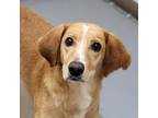 Adopt Deane a Hound (Unknown Type) / Mixed dog in Chatham, VA (38803154)