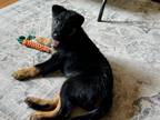 Adopt Jason a Black - with Tan, Yellow or Fawn Shepherd (Unknown Type) / Mixed