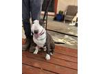 Adopt Boots a Brindle - with White Bull Terrier / Mixed dog in Lake Balboa
