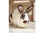 Adopt Rocky Road a Mini Rex / Mixed rabbit in Novato, CA (38802899)
