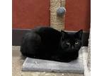 Adopt Kenneth a All Black Domestic Shorthair / Domestic Shorthair / Mixed cat in
