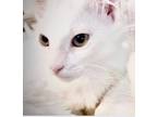 Adopt Gail a White (Mostly) Domestic Mediumhair (medium coat) cat in New