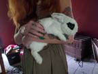 Adopt Angel a White Blanc de Hotot (short coat) rabbit in Melbourne