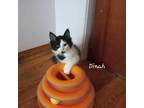 Adopt Dinah a Black & White or Tuxedo Domestic Longhair (long coat) cat in