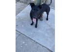 Adopt Dash a Black Labrador Retriever / Mixed dog in Selma, CA (38802581)