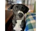 Adopt Lemon Pepper Stepper a Black Pit Bull Terrier / Mixed dog in Austin