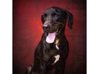 Adopt Walter a Black Labrador Retriever / Mixed dog in Leesburg, FL (38802330)