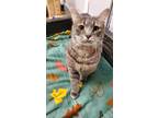 Adopt Duchess a Domestic Shorthair / Mixed (short coat) cat in Heber