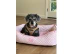 Adopt Mamash a Gray/Silver/Salt & Pepper - with White Toy Poodle / Terrier