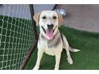 Adopt Nala a Tan/Yellow/Fawn - with Black Hound (Unknown Type) / Labrador