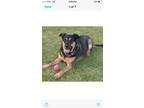 Adopt AMAZING LUCY a Black - with Tan, Yellow or Fawn German Shepherd Dog /
